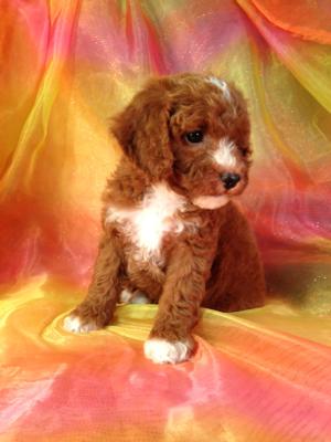 Iowa's Top Cockapoo Breeder has a Perfect Dark Red Female Puppy for Sale, Only $875.